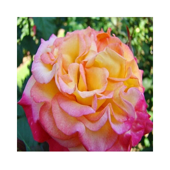 Róża wielkokwiatowa dwu barwna - sadzonki 5 cm / 10 cm